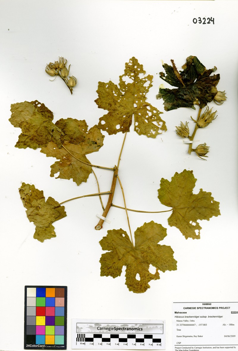 Hibiscus brackenridgei subsp. brackenridgei