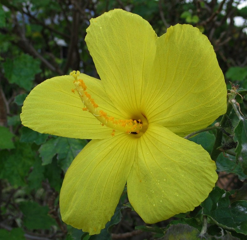 Hibiscus brackenridgei subsp. mokuleianus