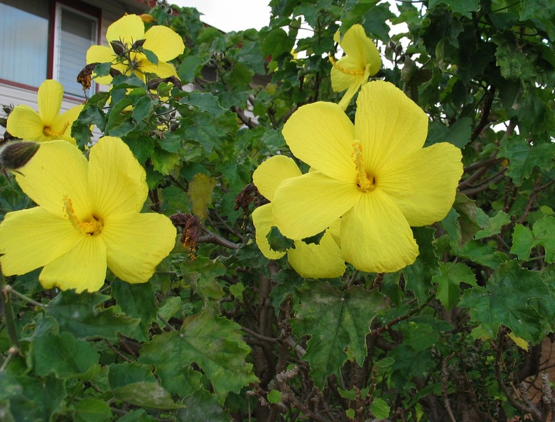 Hibiscus brackenridgei subsp. mokuleianus photo 2
