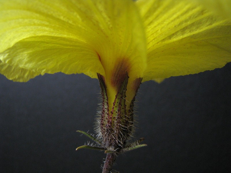 Hibiscus brackenridgei subsp. mokuleianus photo 6