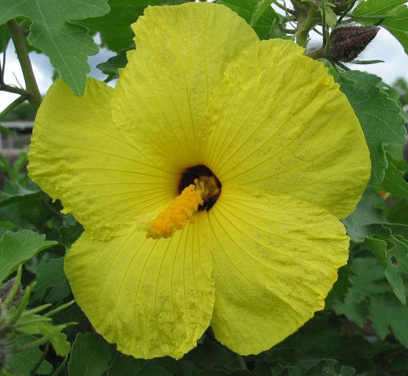 Hibiscus brackenridgei subsp. molokaianus