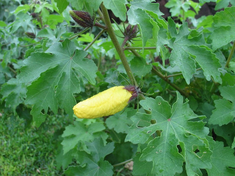 Hibiscus brackenridgei subsp. molokaianus photo 2