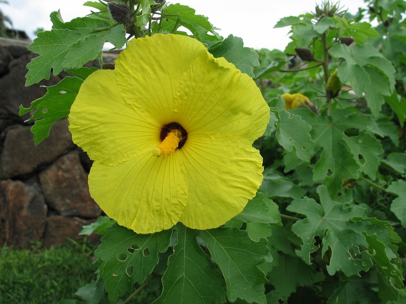 Hibiscus brackenridgei subsp. molokaianus photo 4