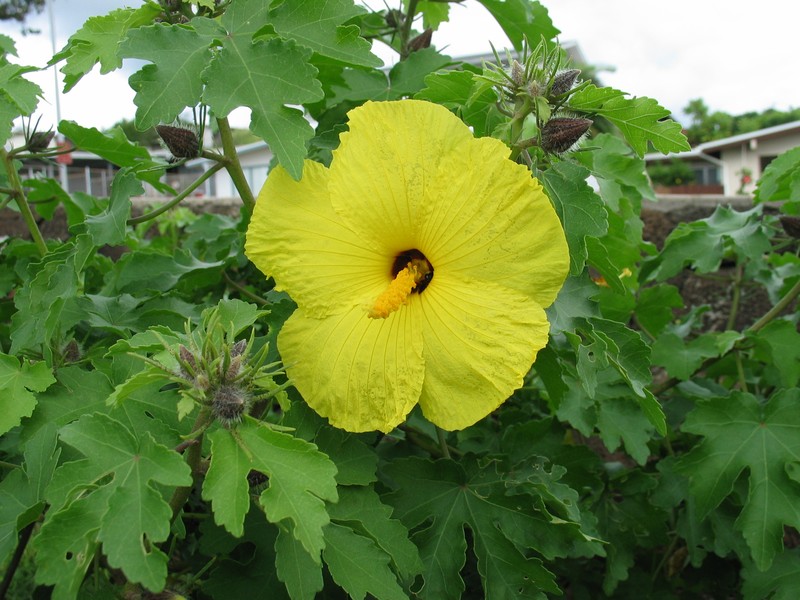 Hibiscus brackenridgei subsp. molokaianus photo 5