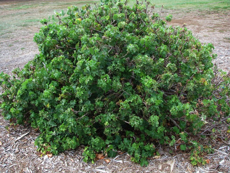 Hibiscus brackenridgei subsp. molokaianus photo 6