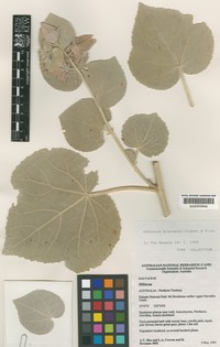 Hibiscus brennanii