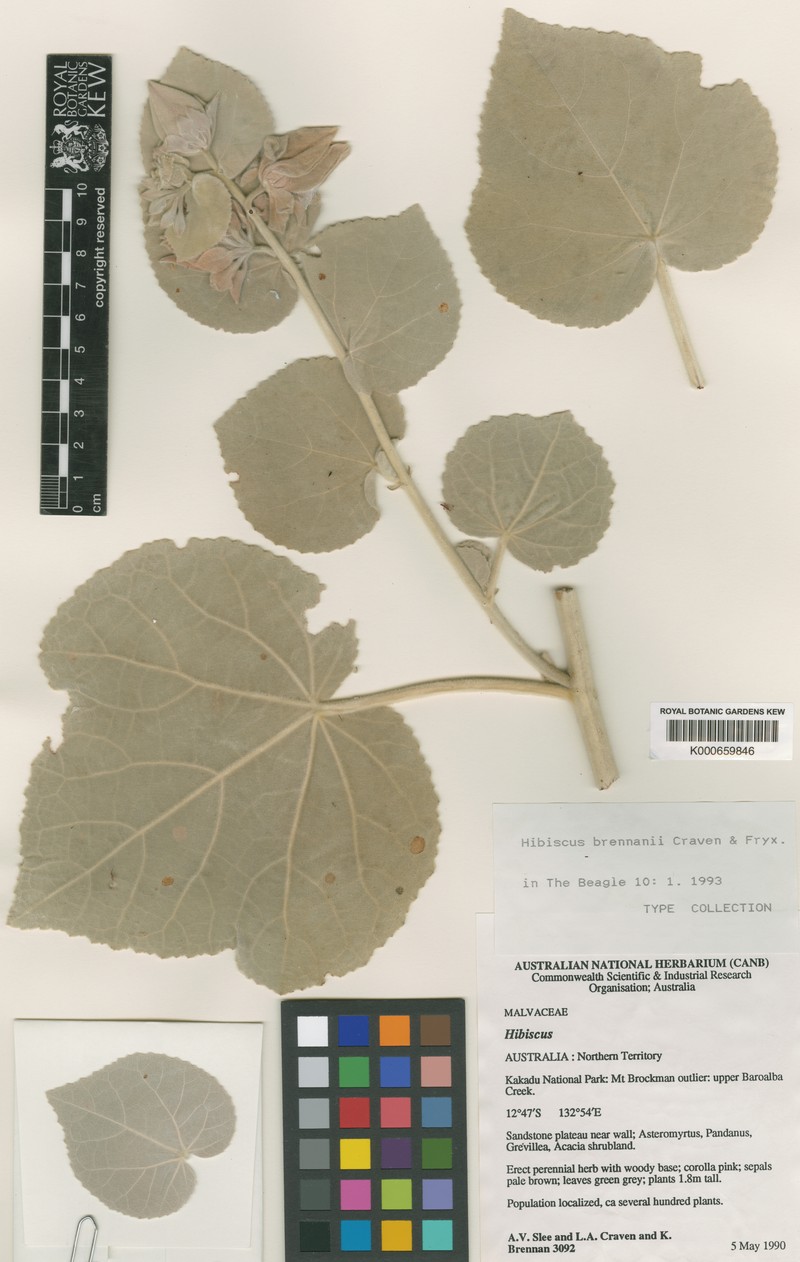Hibiscus brennanii