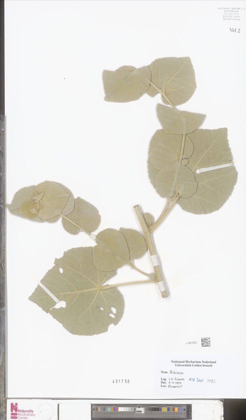 Hibiscus brennanii photo 5