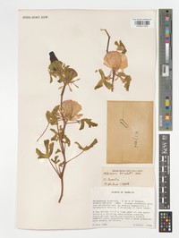 Hibiscus bricchettii