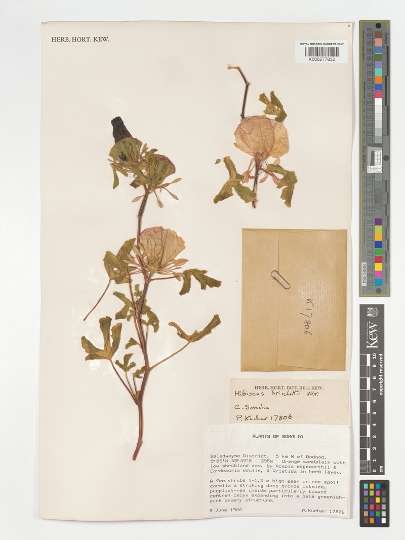 Hibiscus bricchettii