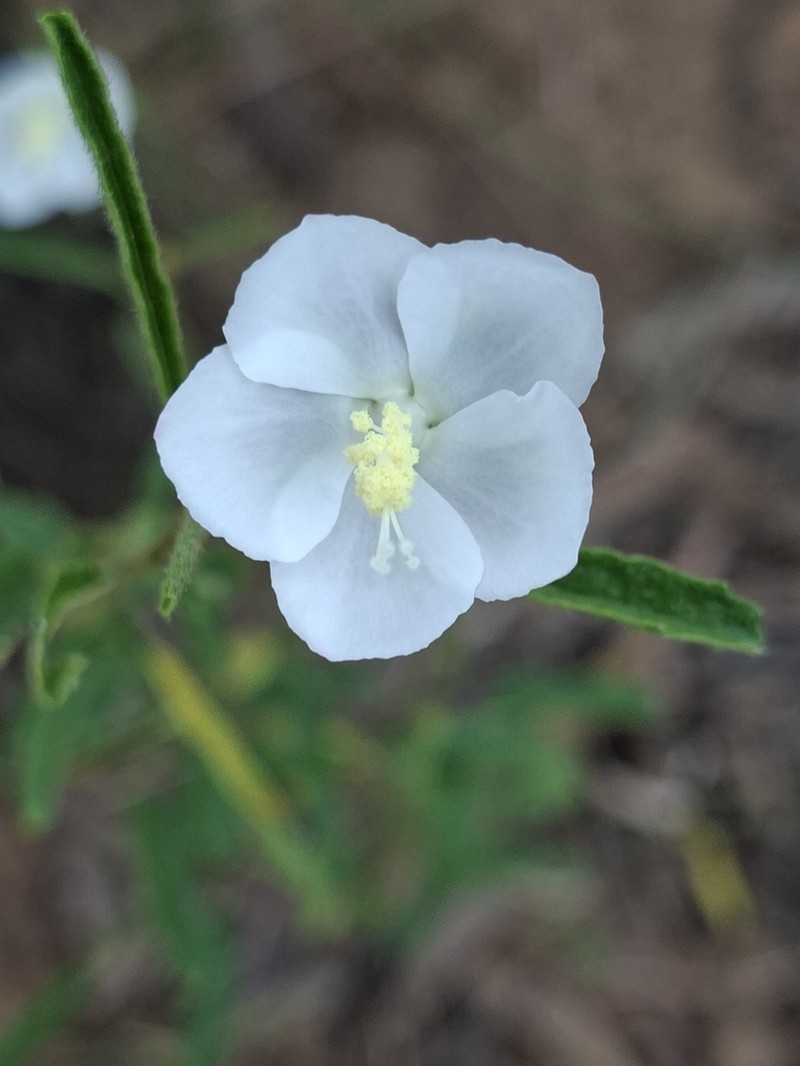 Hibiscus burtonii photo 4