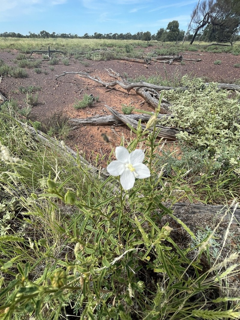 Hibiscus burtonii photo 5