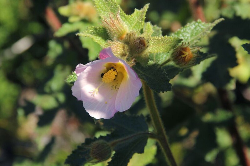 Hibiscus burtt-davyi