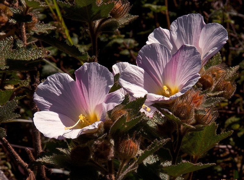 Hibiscus burtt-davyi photo 2