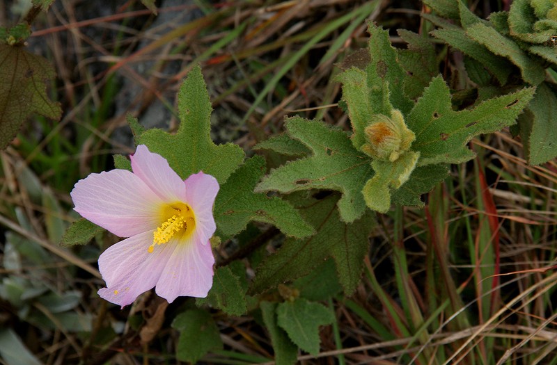Hibiscus burtt-davyi photo 3
