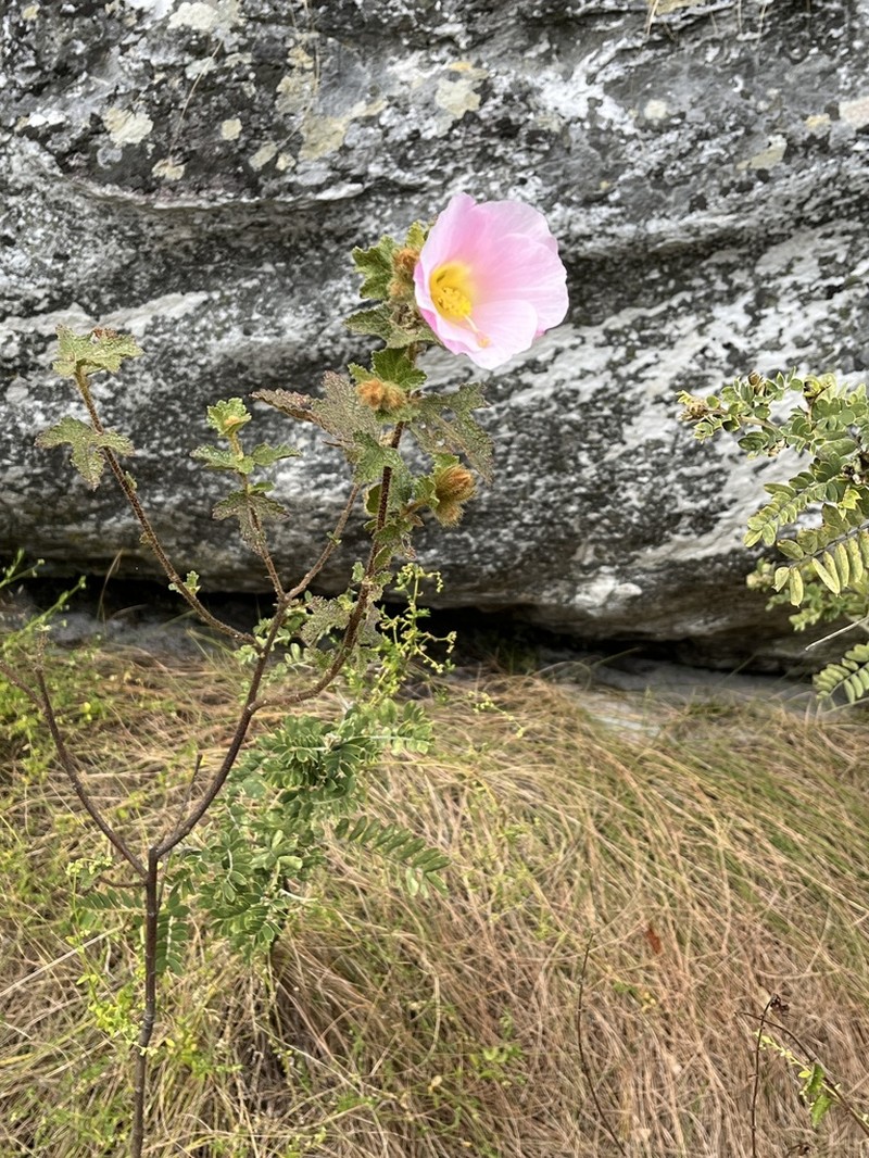 Hibiscus burtt-davyi photo 4