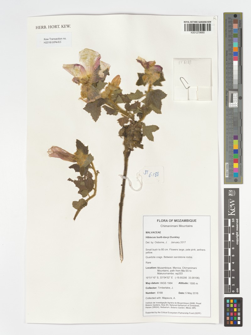 Hibiscus burtt-davyi photo 6