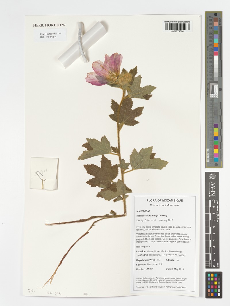 Hibiscus burtt-davyi photo 7