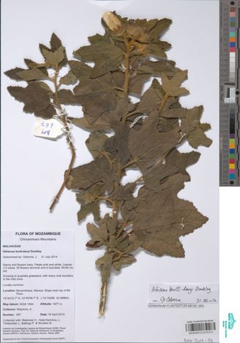 Hibiscus burtt-davyi photo 8