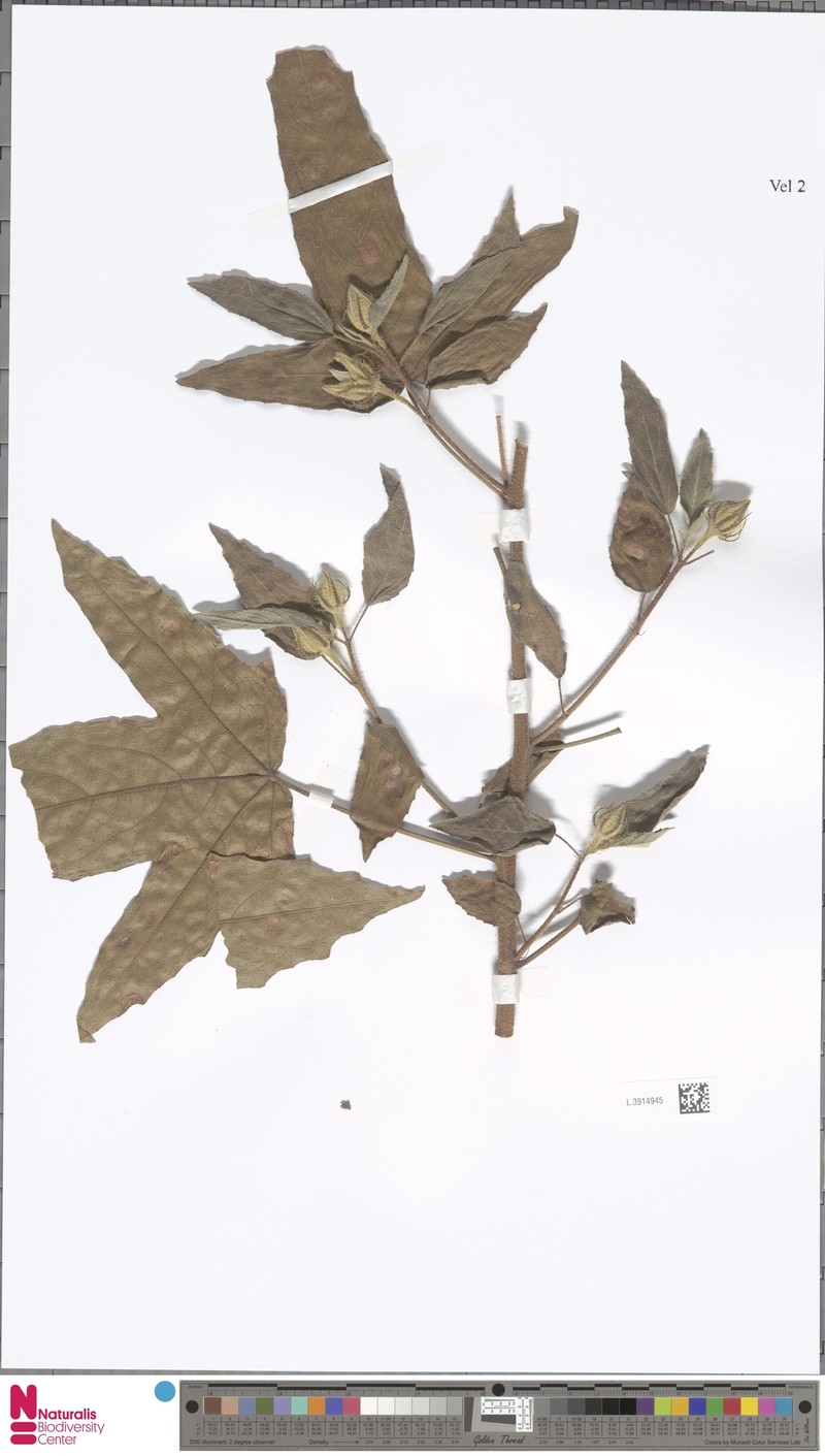 Hibiscus byrnesii photo 2