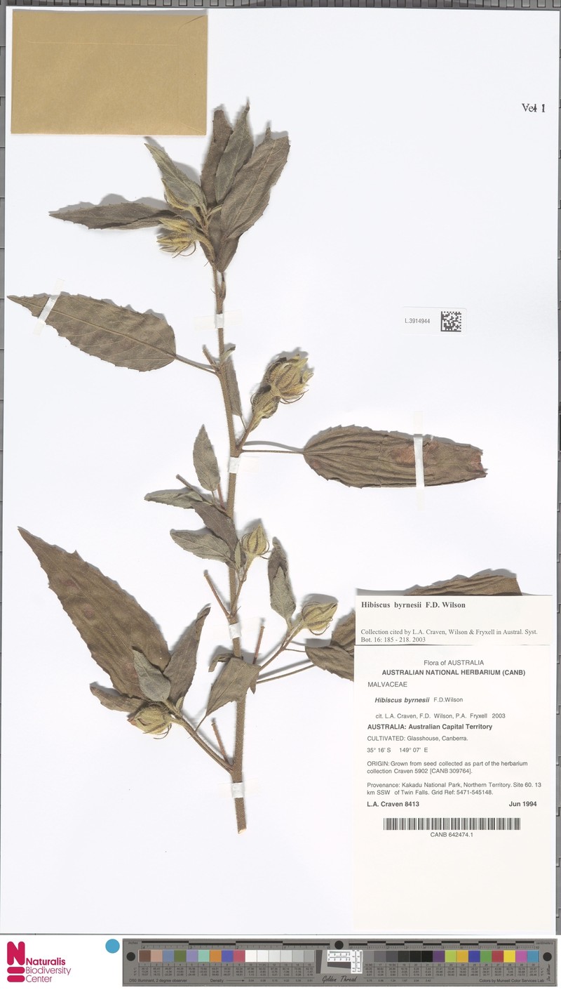 Hibiscus byrnesii photo 3