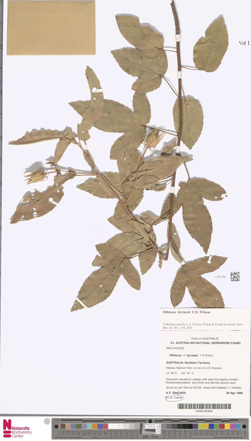 Hibiscus byrnesii photo 4