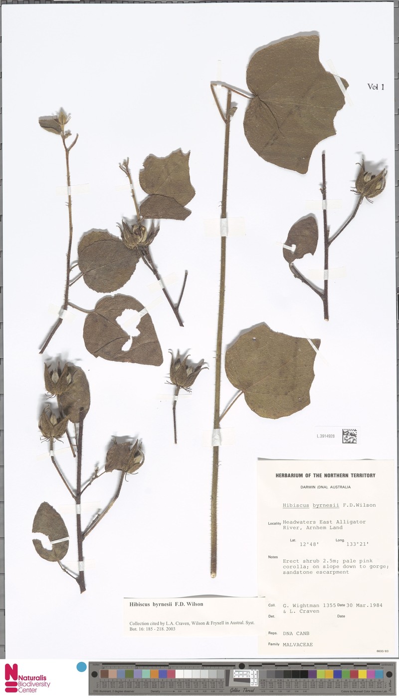 Hibiscus byrnesii photo 5