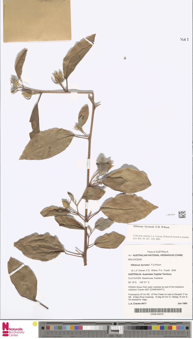 Hibiscus byrnesii photo 7