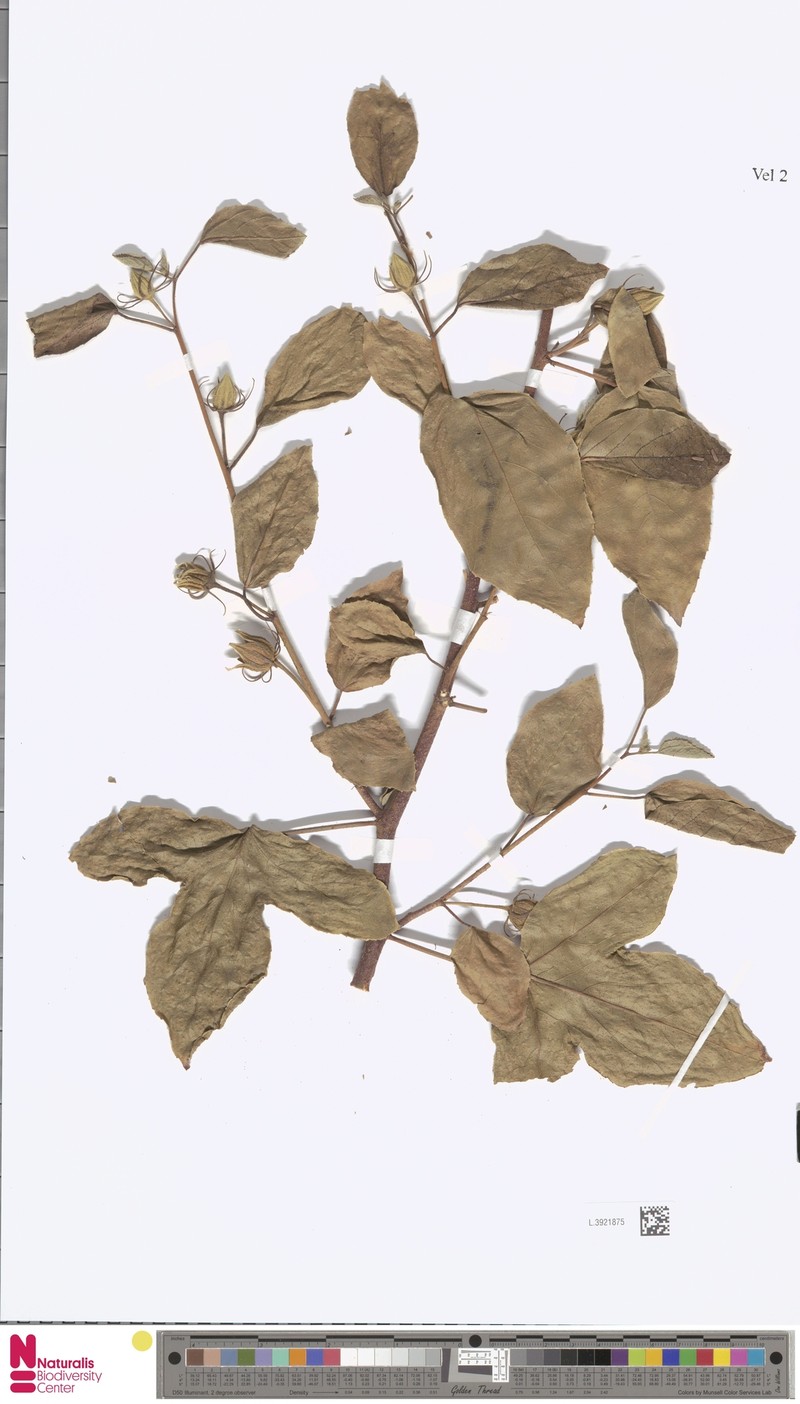 Hibiscus byrnesii photo 8
