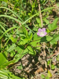 Hibiscus caerulescens