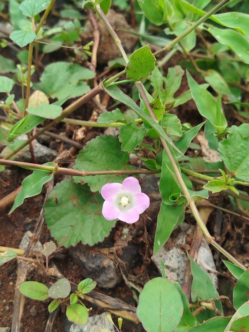 Hibiscus caerulescens photo 3