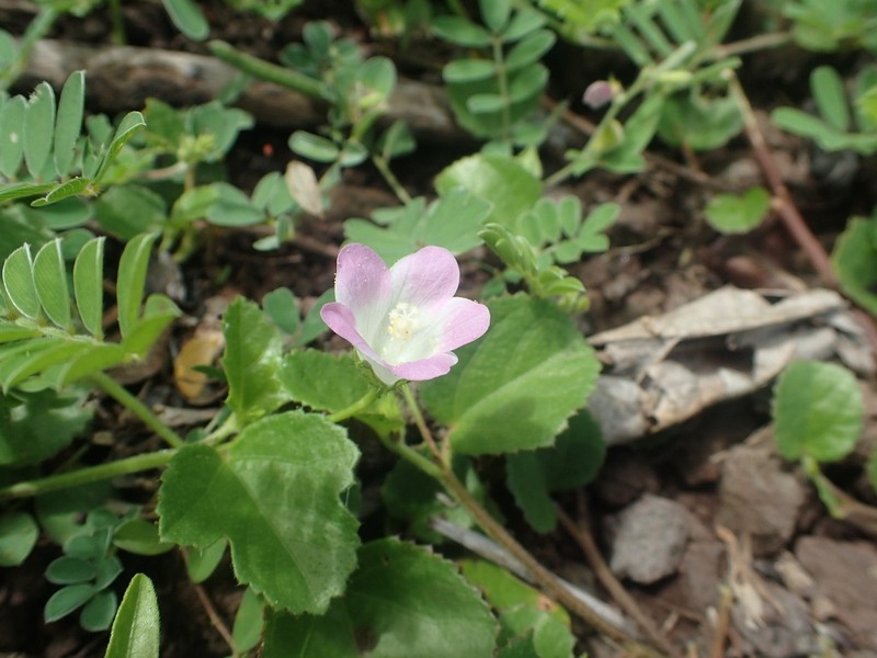 Hibiscus caerulescens photo 4