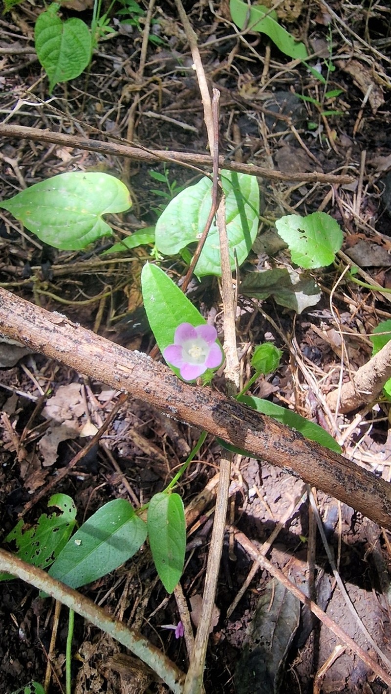 Hibiscus caerulescens photo 8