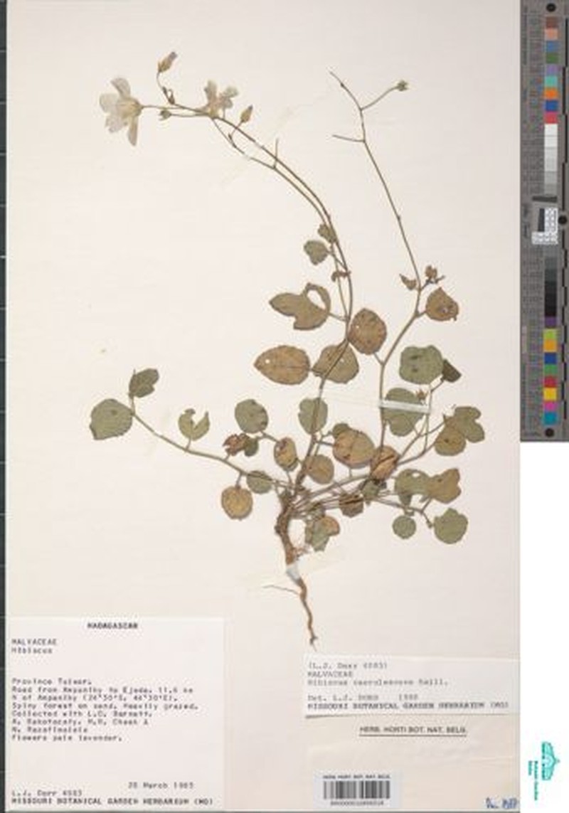 Hibiscus caerulescens var. caerulescens photo 2