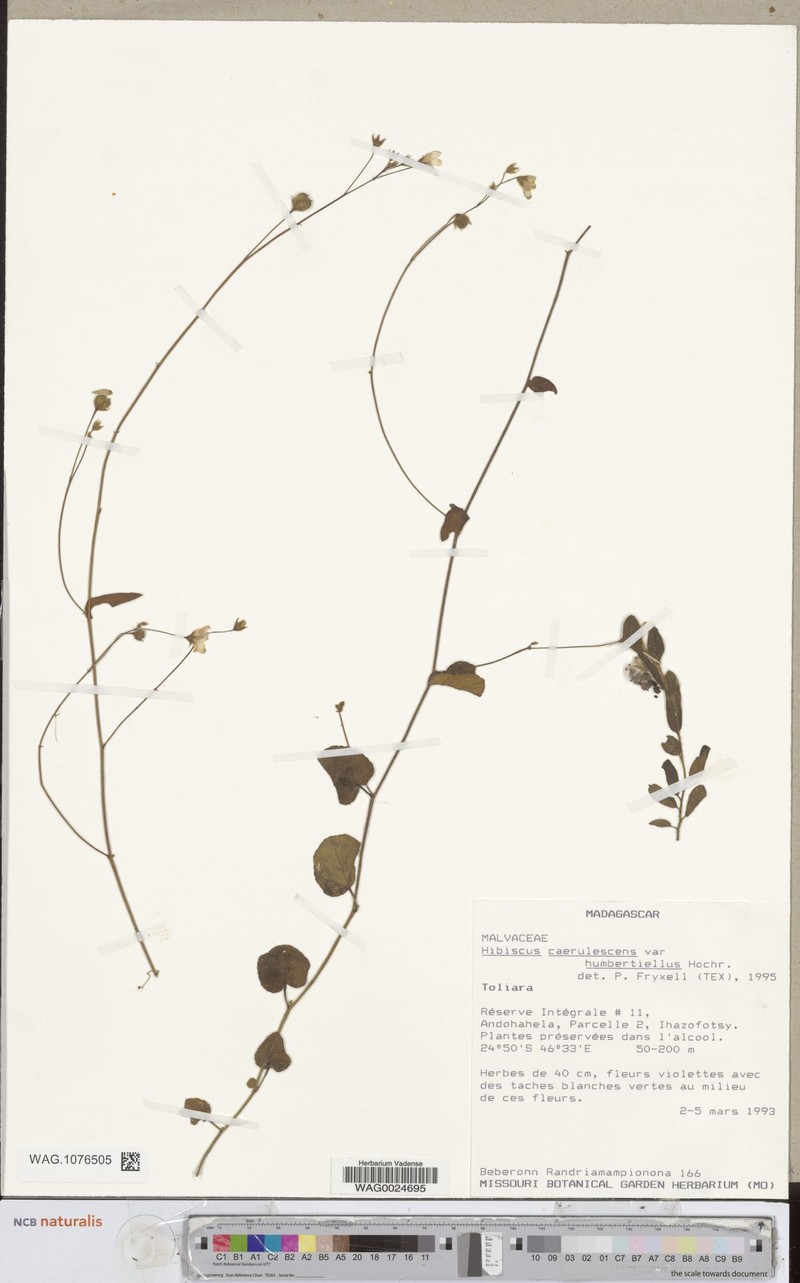 Hibiscus caerulescens var. humbertiellus photo 2