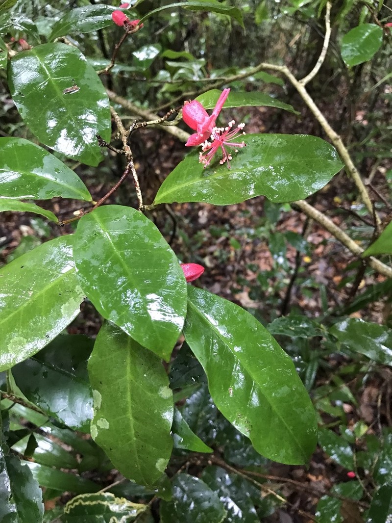 Hibiscus calyculatus