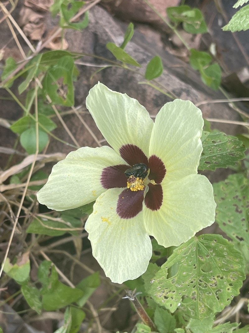 Lemonyellow Rosemallow photo 3
