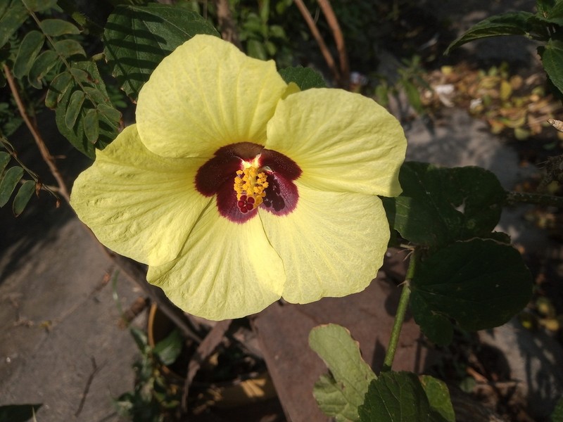 Lemonyellow Rosemallow photo 4