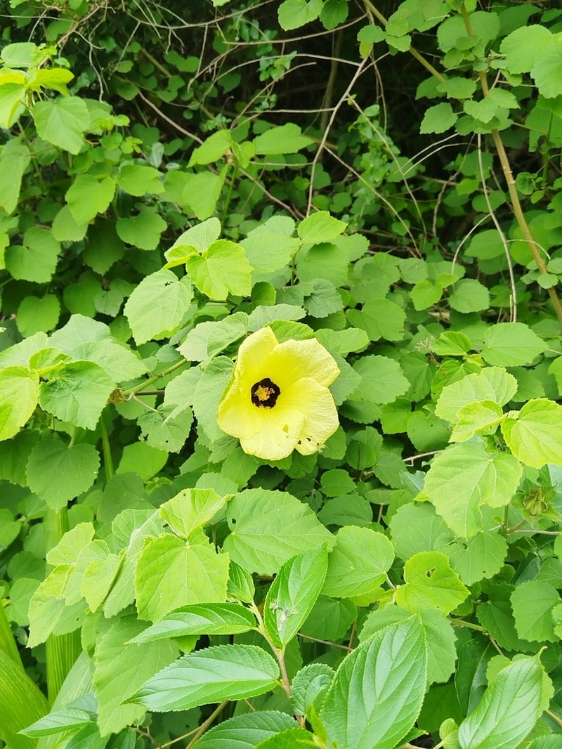 Lemonyellow Rosemallow photo 5