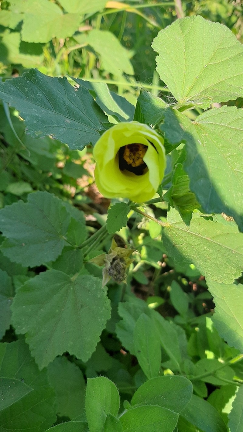Lemonyellow Rosemallow photo 6