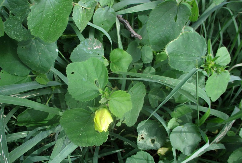 Lemonyellow Rosemallow photo 7