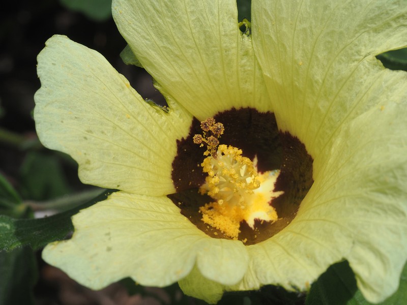 Lemonyellow Rosemallow photo 8
