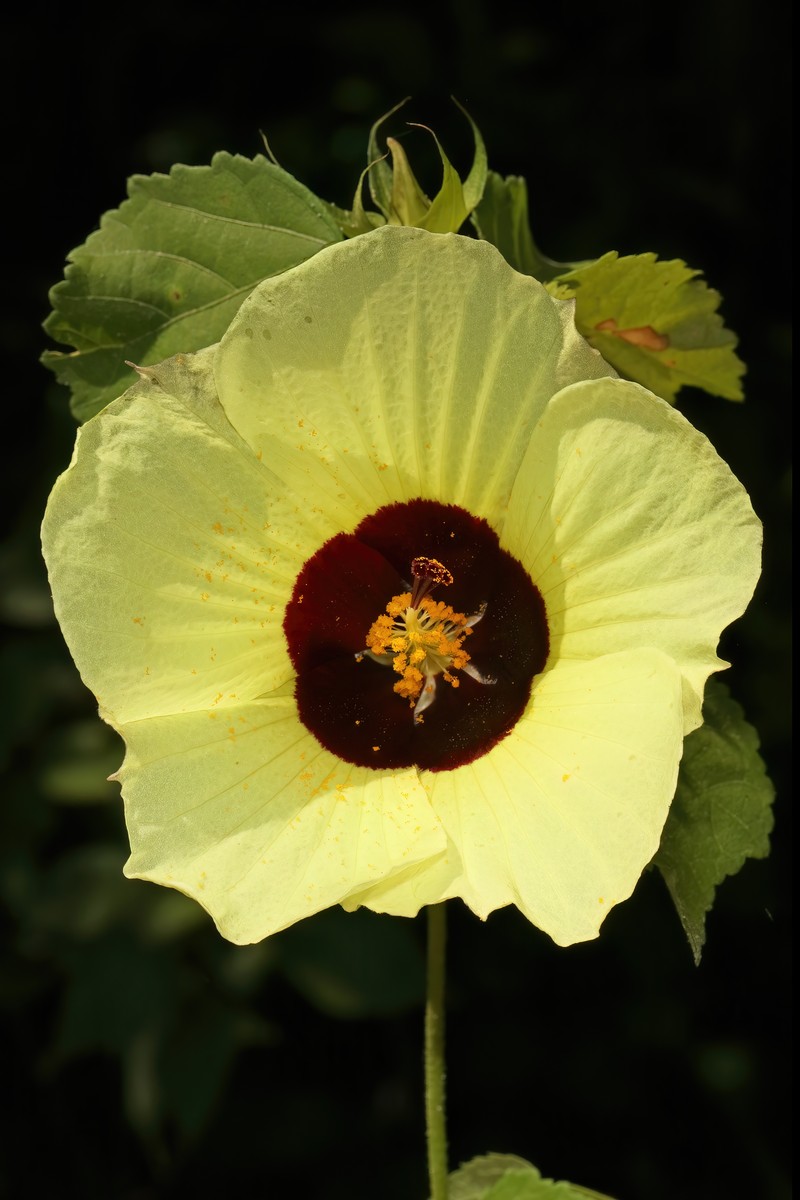 Lemonyellow Rosemallow photo 3