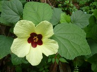 Lemonyellow Rosemallow