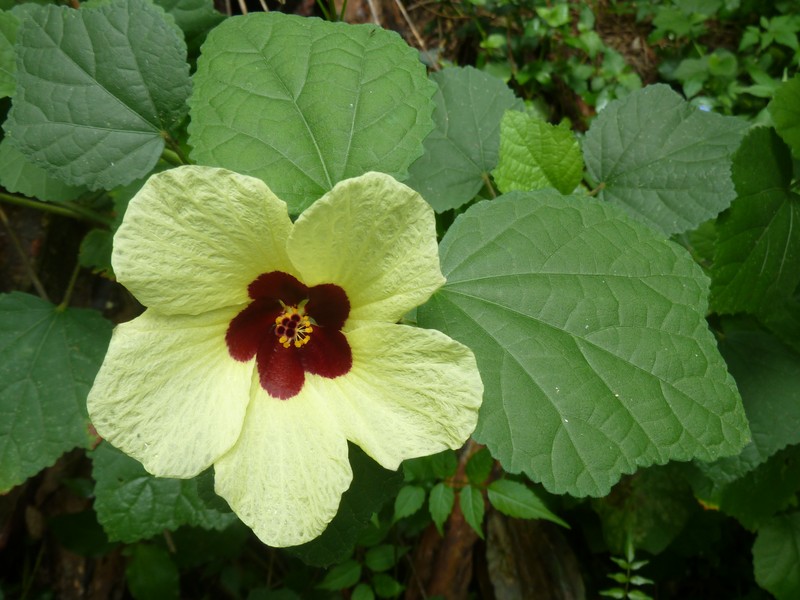 Lemonyellow Rosemallow