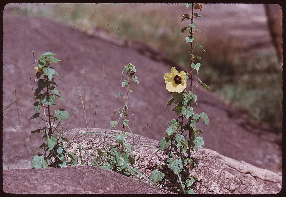 Lemonyellow Rosemallow photo 5