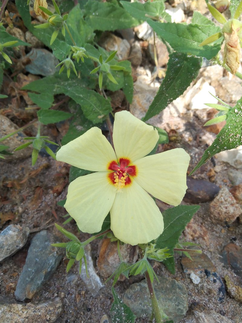 Lemonyellow Rosemallow photo 6