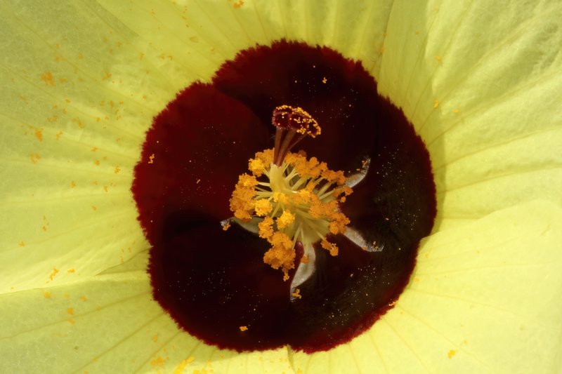 Lemonyellow Rosemallow photo 7
