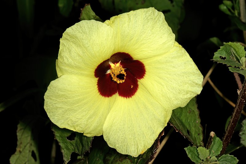 Lemonyellow Rosemallow photo 8