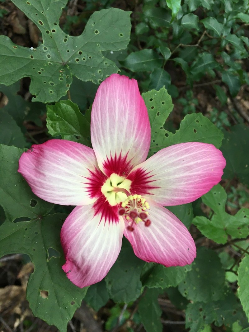 Hibiscus cameronii